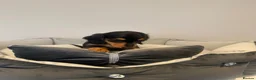 Miniature Dachshund dogs for sale: READY NOW Kc reg boys & girls - Advert 16
