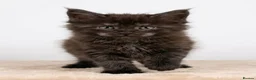 Maine Coon cats for sale: READY NOW - Exceptional loving & affectionate MC’s - Advert 8
