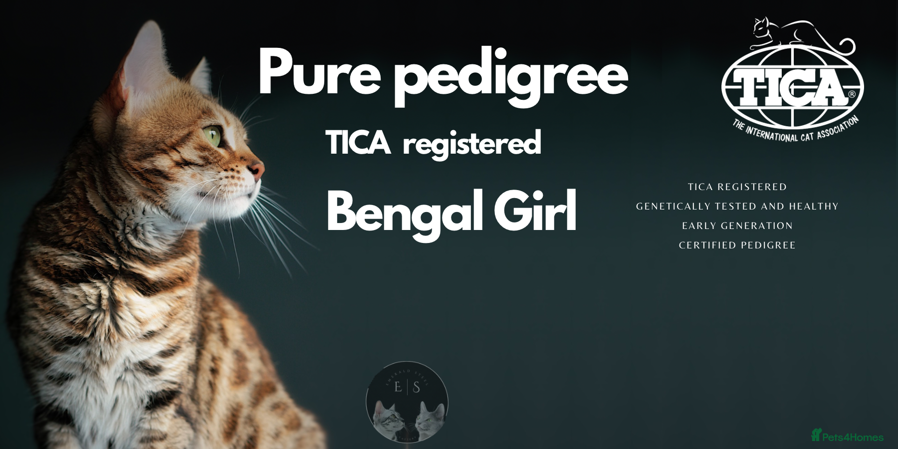 Bengal cats Pure Pedigree TICA Early Generation Bengal - Advert 2