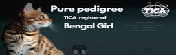 Bengal cats for sale: Pure Pedigree TICA Early Generation Bengal - Advert 1