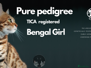 Bengal cats Pure Pedigree TICA Early Generation Bengal - Advert 1