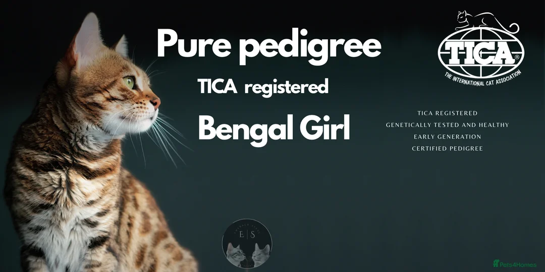 Bengal cats for sale: Pure Pedigree TICA Early Generation Bengal - Advert 2