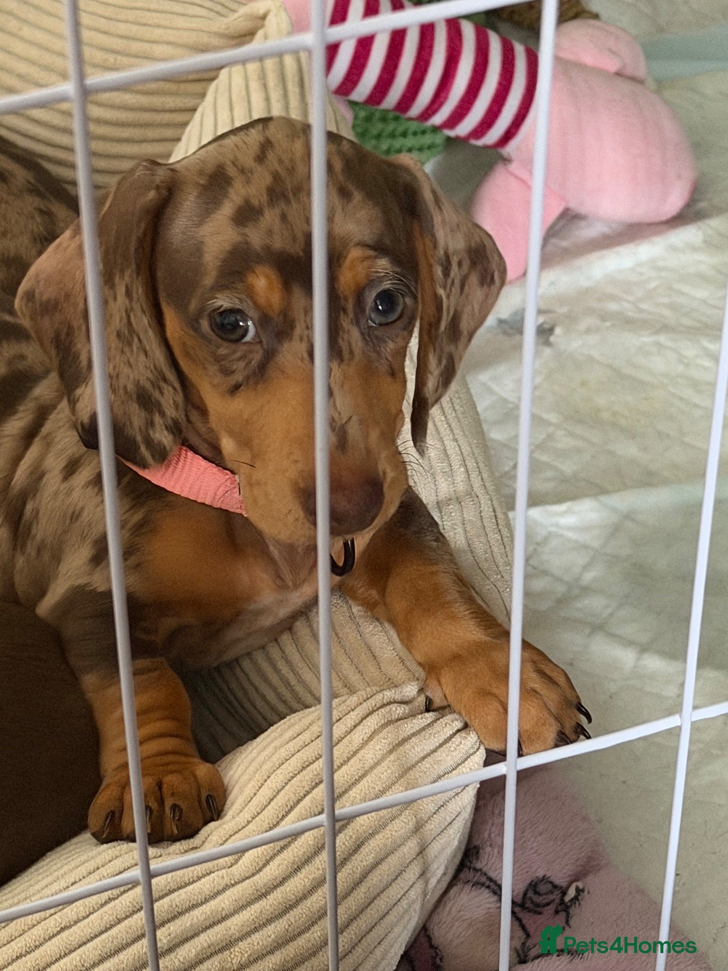 Dachshund dogs Last 2 puppies - Advert 6