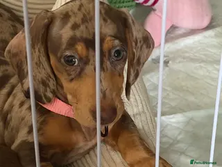 Dachshund dogs Last 2 puppies - Advert 6