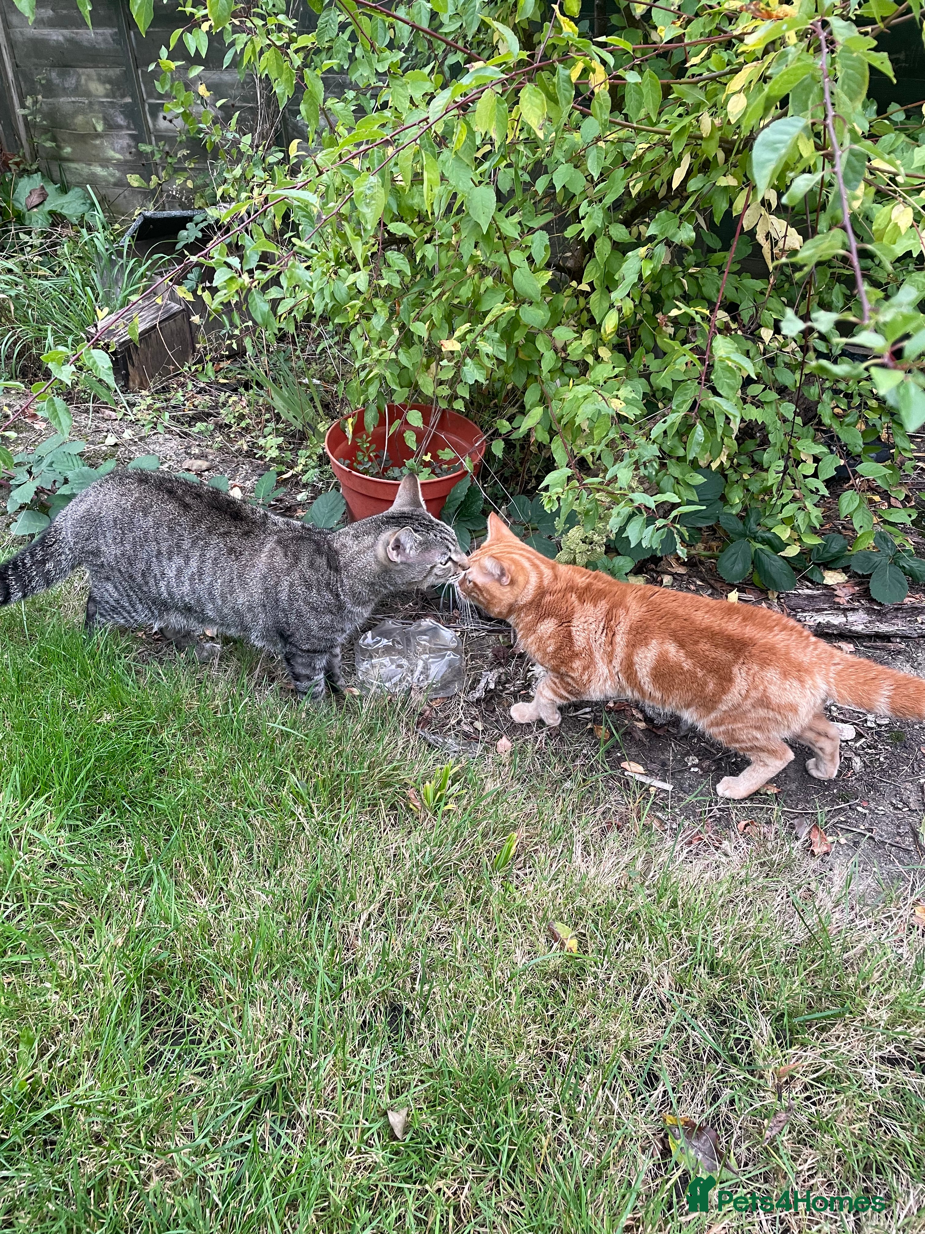 British Shorthair cats 2 Cats for sale- rehoming together!  - Advert 11