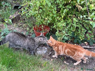 British Shorthair cats 2 Cats for sale- rehoming together! - Advert 18