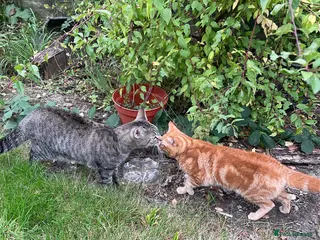 British Shorthair cats 2 Cats for sale- rehoming together! - Advert 5
