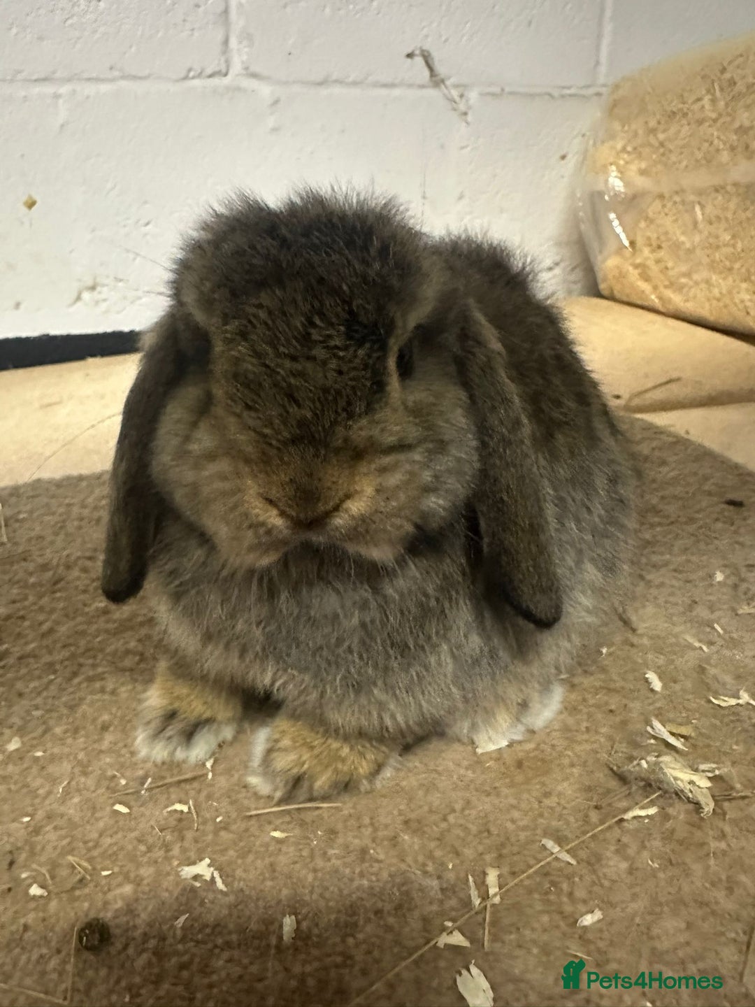 Dwarf Lop rabbits for sale: Drawf lop babies for sale - Advert 8