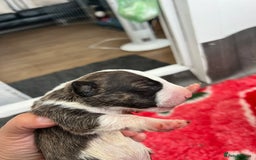 English Bull Terrier dogs for sale: Janineabullz bull terriers beautiful litter  - Image 16