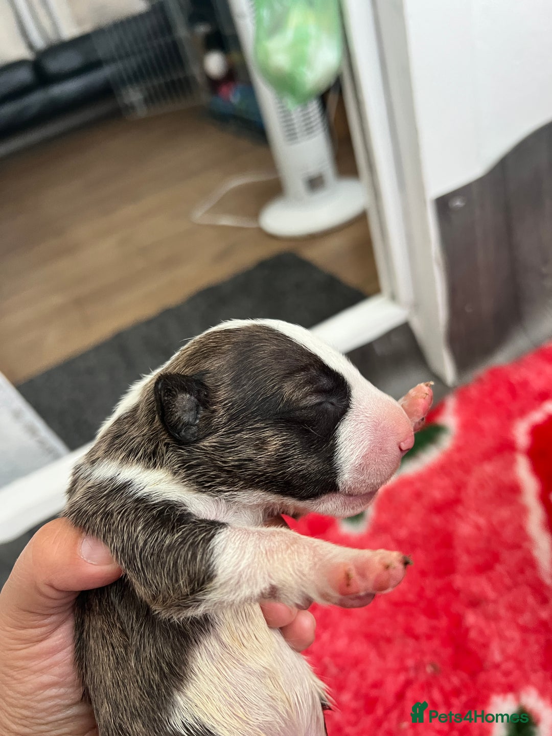 English Bull Terrier dogs for sale: Janineabullz bull terriers beautiful litter  - Image 16
