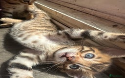 Bengal cats for sale: Snow Mink/Brown Rossette Blue Eyed Bengals - Image 20