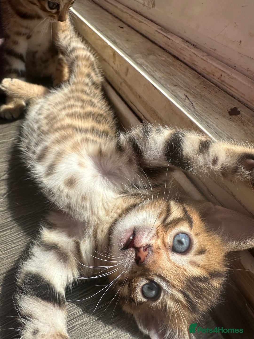 Bengal cats for sale: Snow Mink/Brown Rossette Blue Eyed Bengals - Image 20