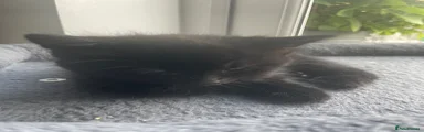 Maine Coon 4