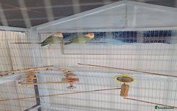 Lovebirds birds for sale: Lovebird Pair - Image 3