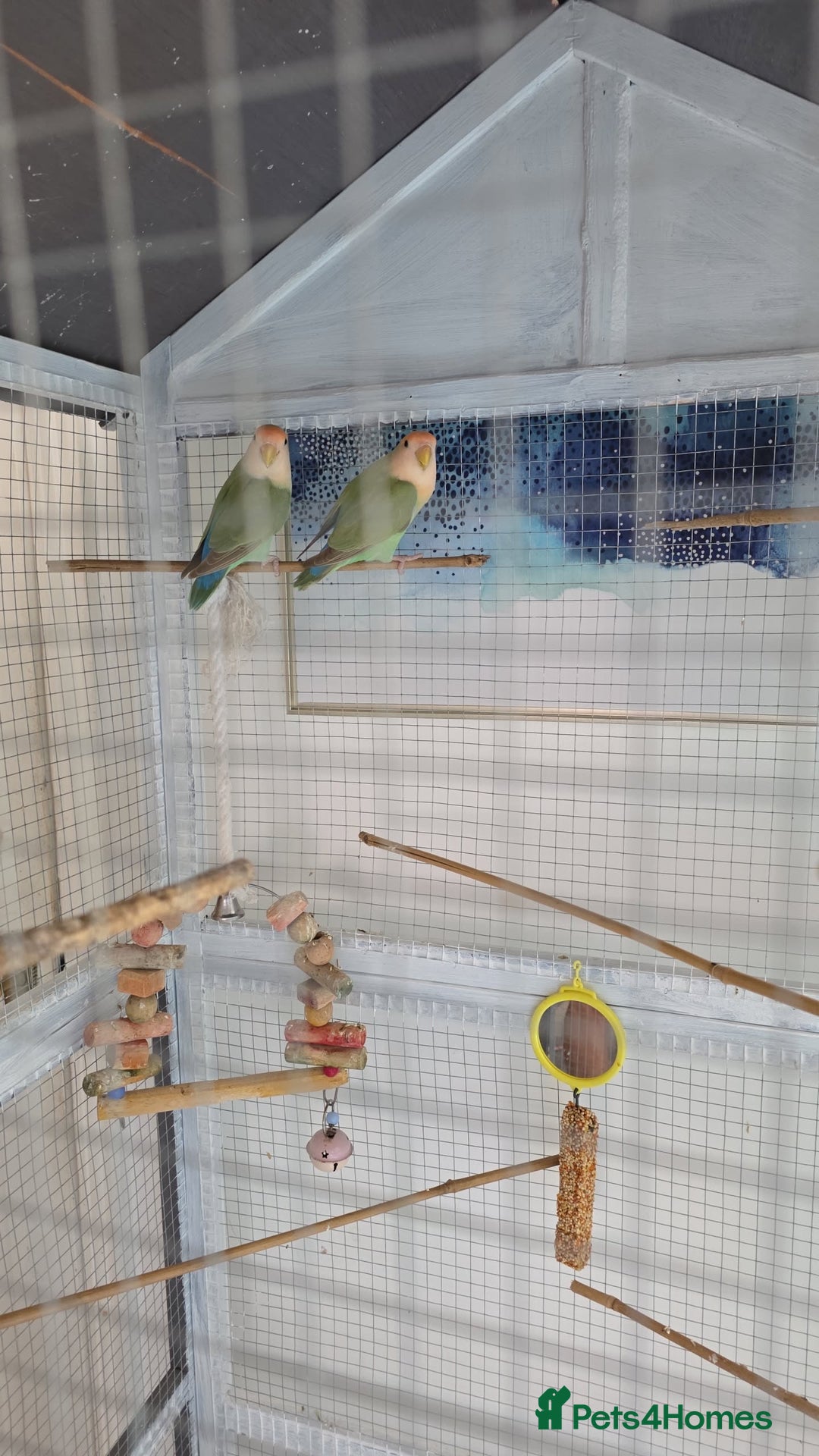 Lovebirds birds for sale: Lovebird Pair - Image 3