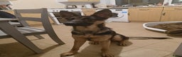 German Shepherd dogs for adoption: Roxie - Advert 5