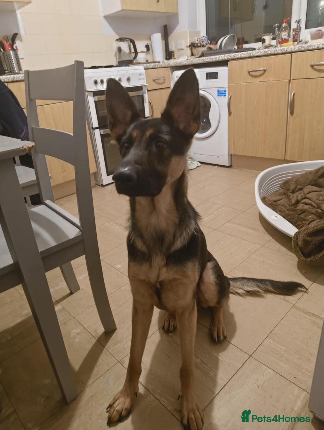 German Shepherd dogs for adoption: Roxie - Advert 5