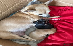 Chihuahua dogs for sale: 2 male puppies Ready to go  - Image 14