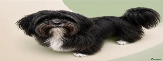 Benny