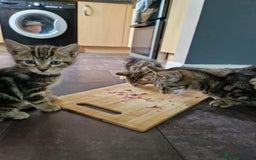 Bengal cats for sale: Bengal tabby mix kittens - Image 8