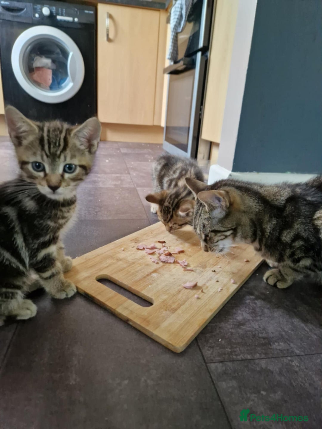 Bengal cats for sale: Bengal tabby mix kittens - Image 8