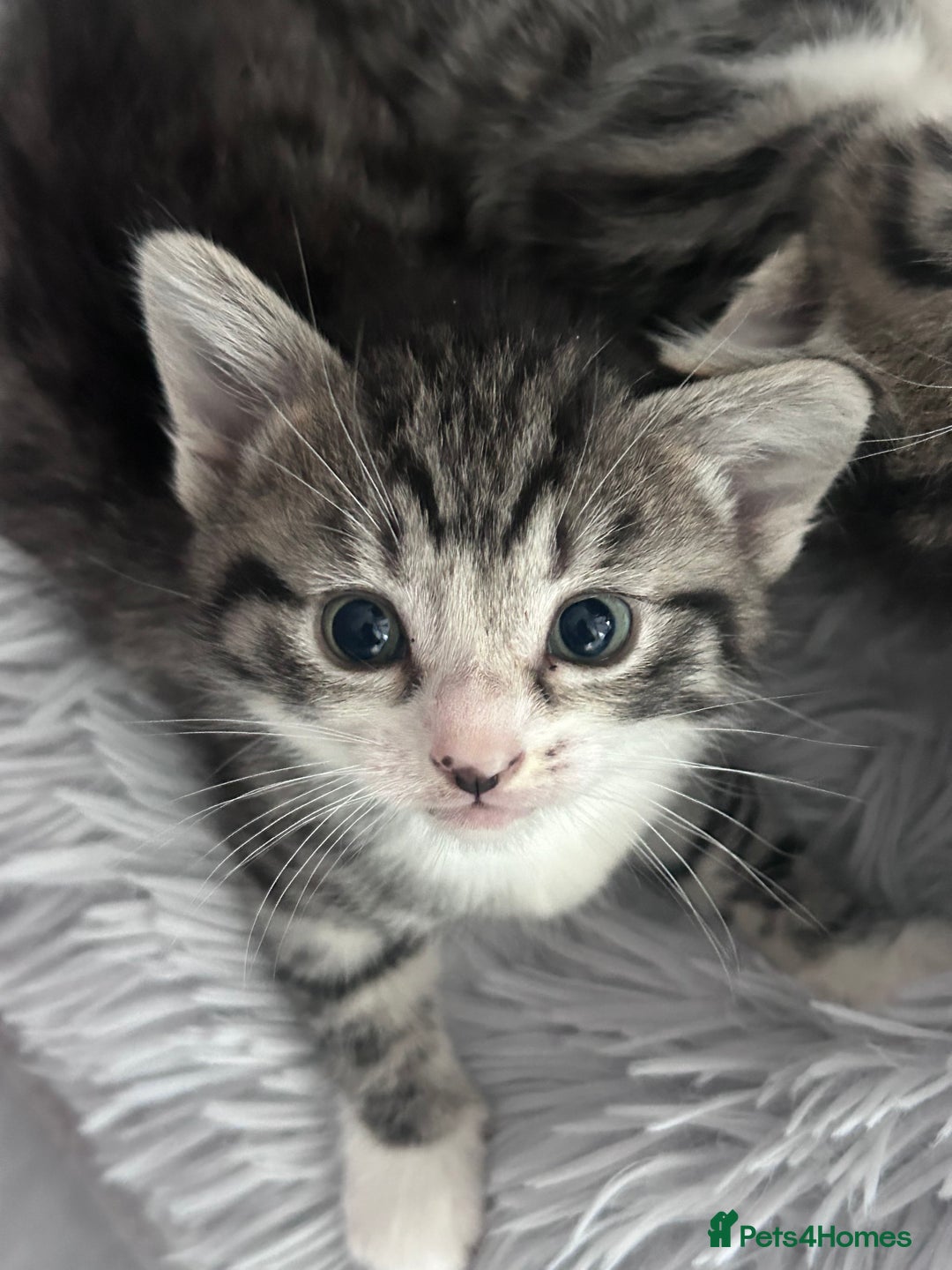 Mixed Breed cats for sale: Healthy, affectionate Kittens ready for  **  - Advert 3