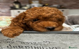 Miniature Poodle dogs for sale: Beautiful litter of Cheeky KC Reg. Mini Poodle's - Image 4
