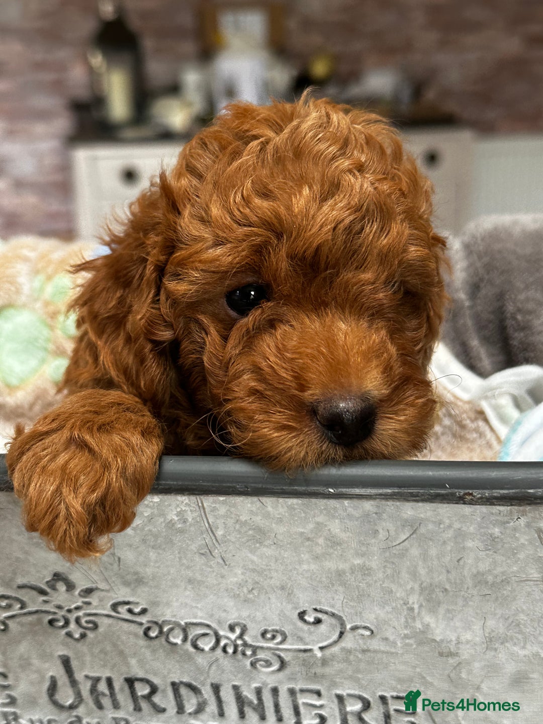 Miniature Poodle dogs for sale: Beautiful litter of Cheeky KC Reg. Mini Poodle's - Image 4