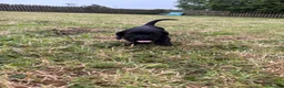 Mixed Breed dogs for sale: Teckel cross Springador puppies - Advert 5