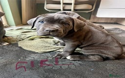 Cane Corso dogs for sale: Chunky cane corso puppies for sale ICCF registered - Image 4