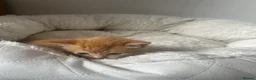Mixed Breed cats for sale: Gorgeous playful kittens  - Advert 18