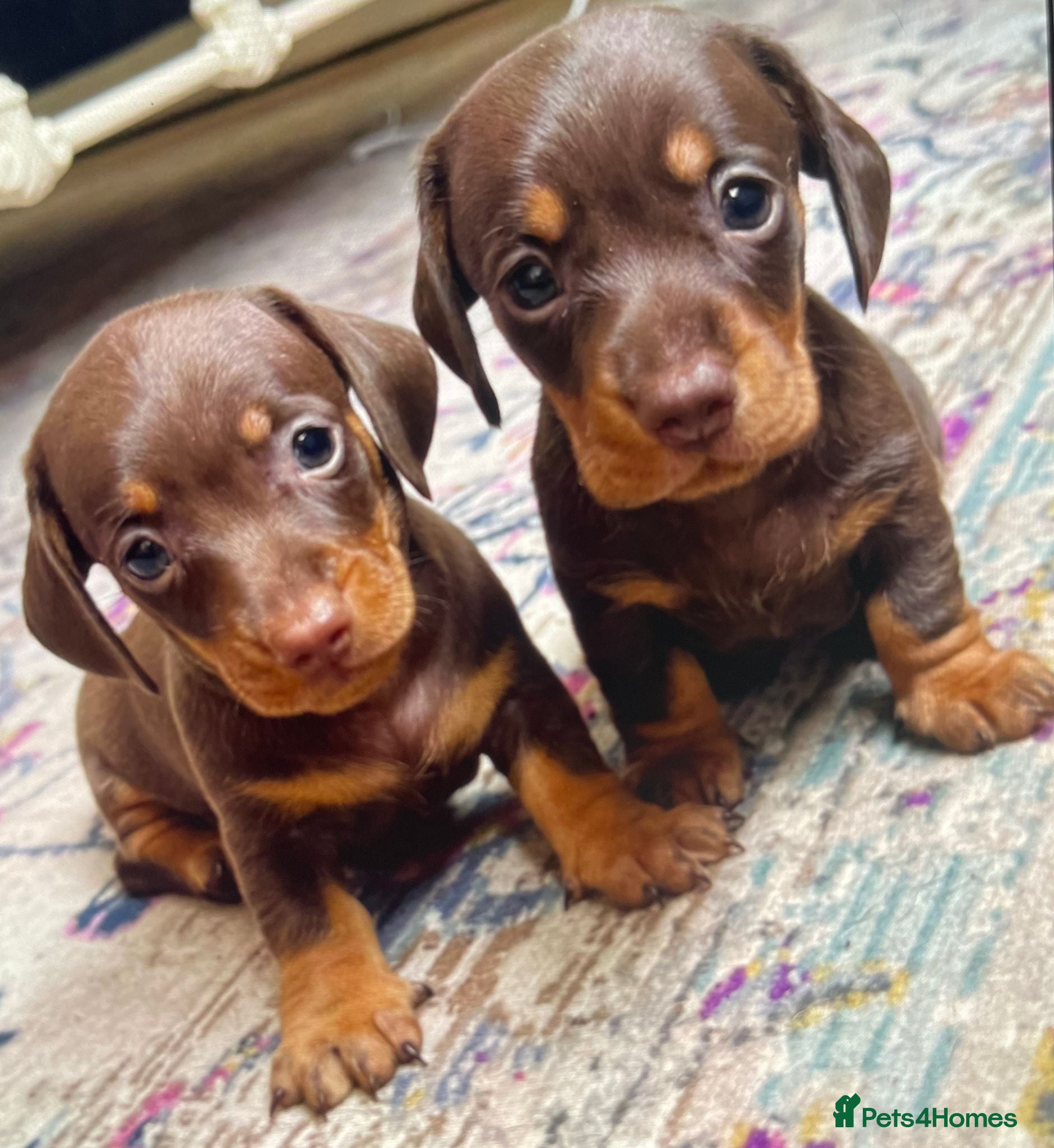 Miniature Dachshund dogs KC Reg Choc/Tan Mini Smooth Male Dachshund Pups - Advert 13