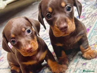 Miniature Dachshund dogs KC Reg Choc/Tan Mini Smooth Male Dachshund Pups - Advert 13