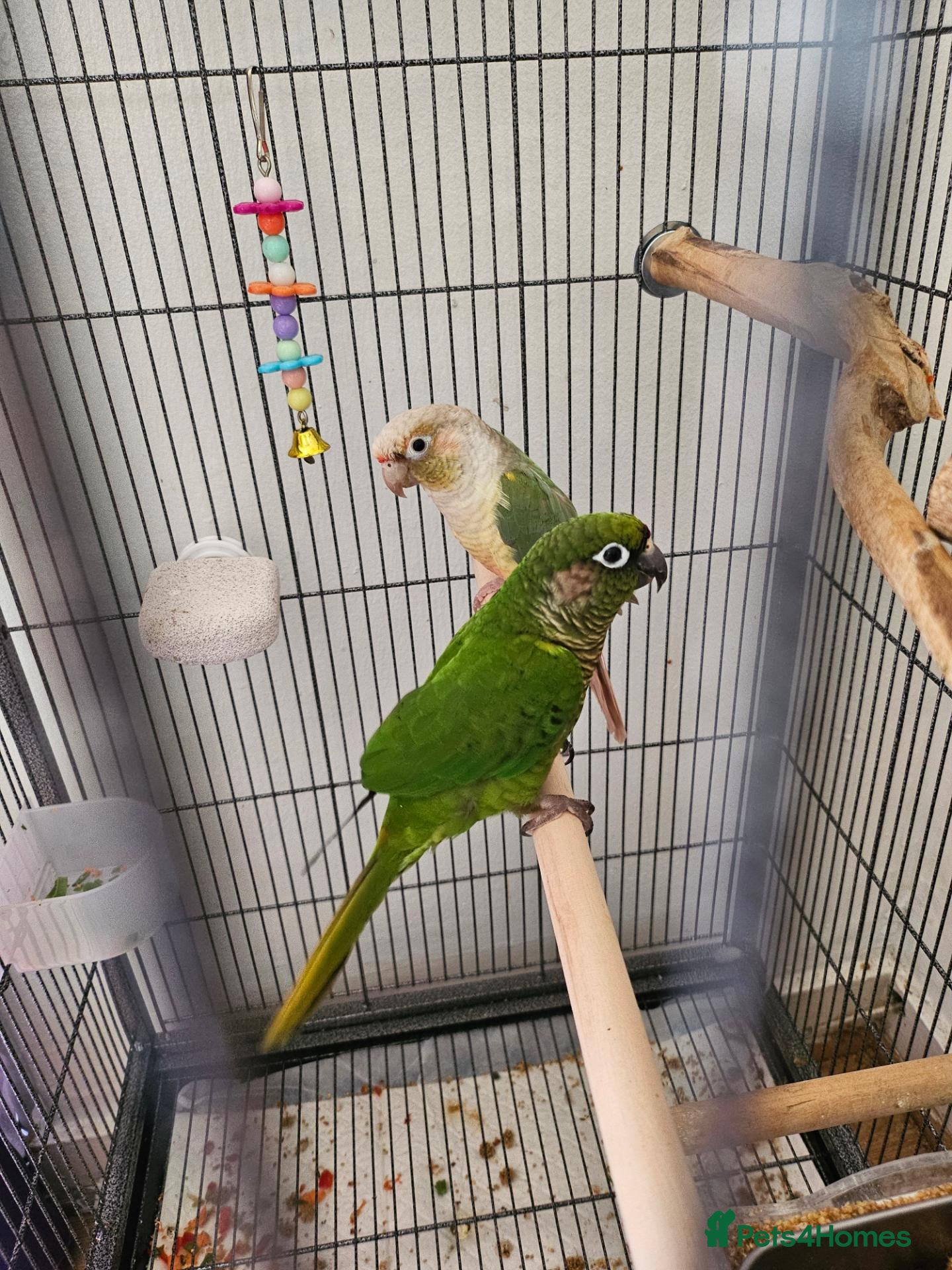 Conures birds Lovely pair of boy conures - Advert 9