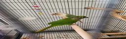 Conures birds for sale: Lovely pair of boy conures - Advert 1
