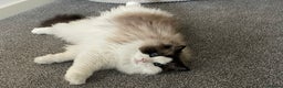 Ragdoll cats for sale: Beautiful Ragdoll Female – 3 Years Old - Advert 4