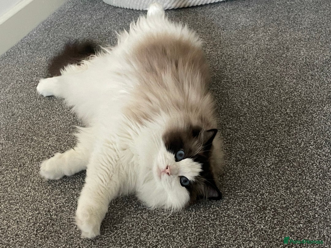 Ragdoll cats for sale: Beautiful Ragdoll Female – 3 Years Old - Advert 4