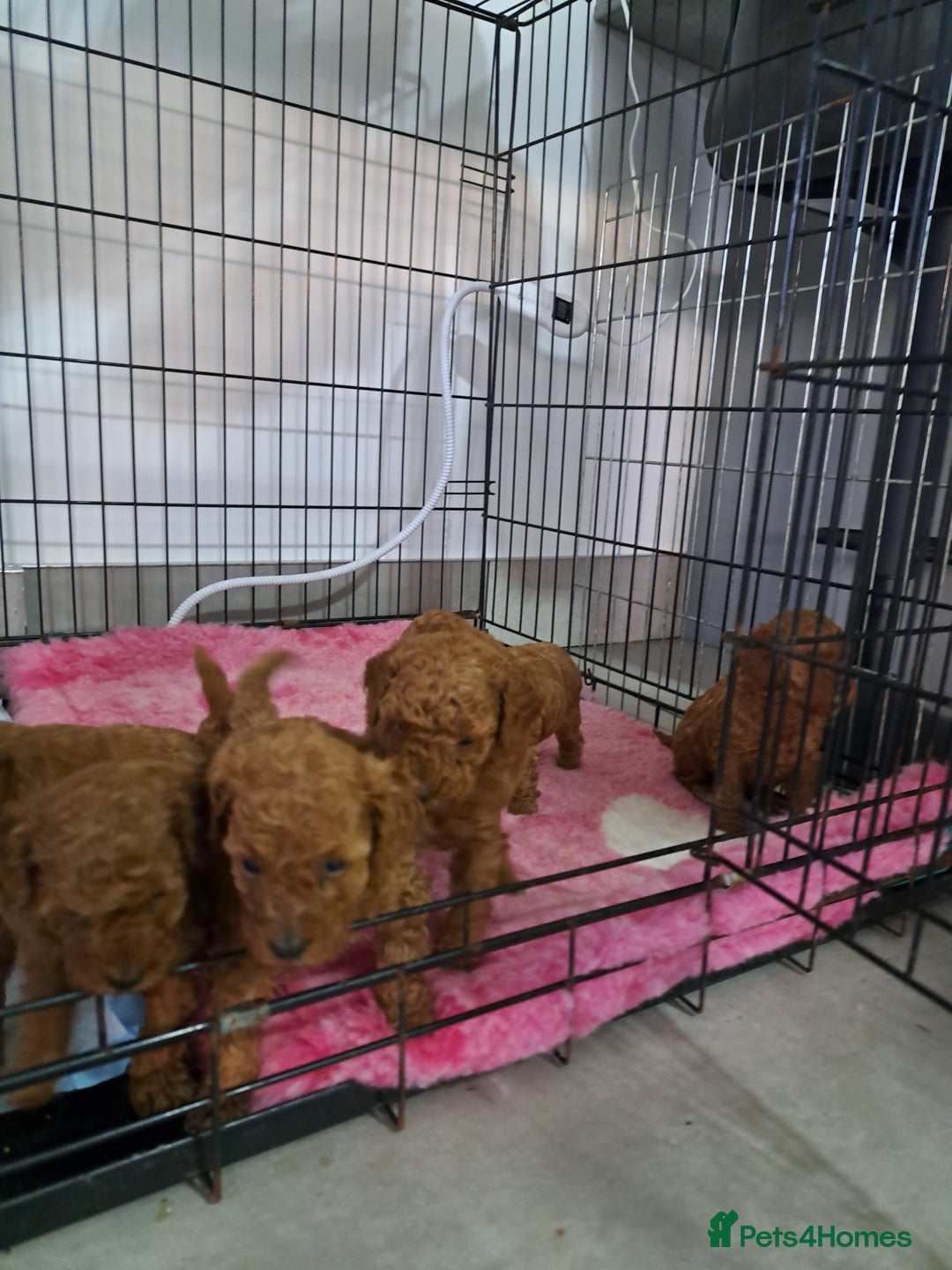 Toy Poodle dogs for sale: Toy poodle for sale - Image 6