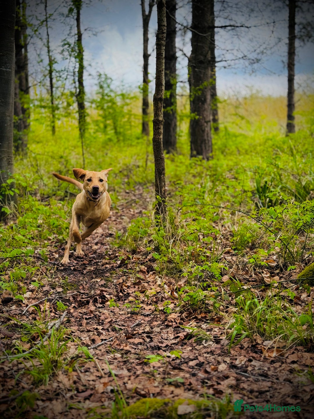 Labradoodle dogs for sale: 2 year old Labrador  - Image 8