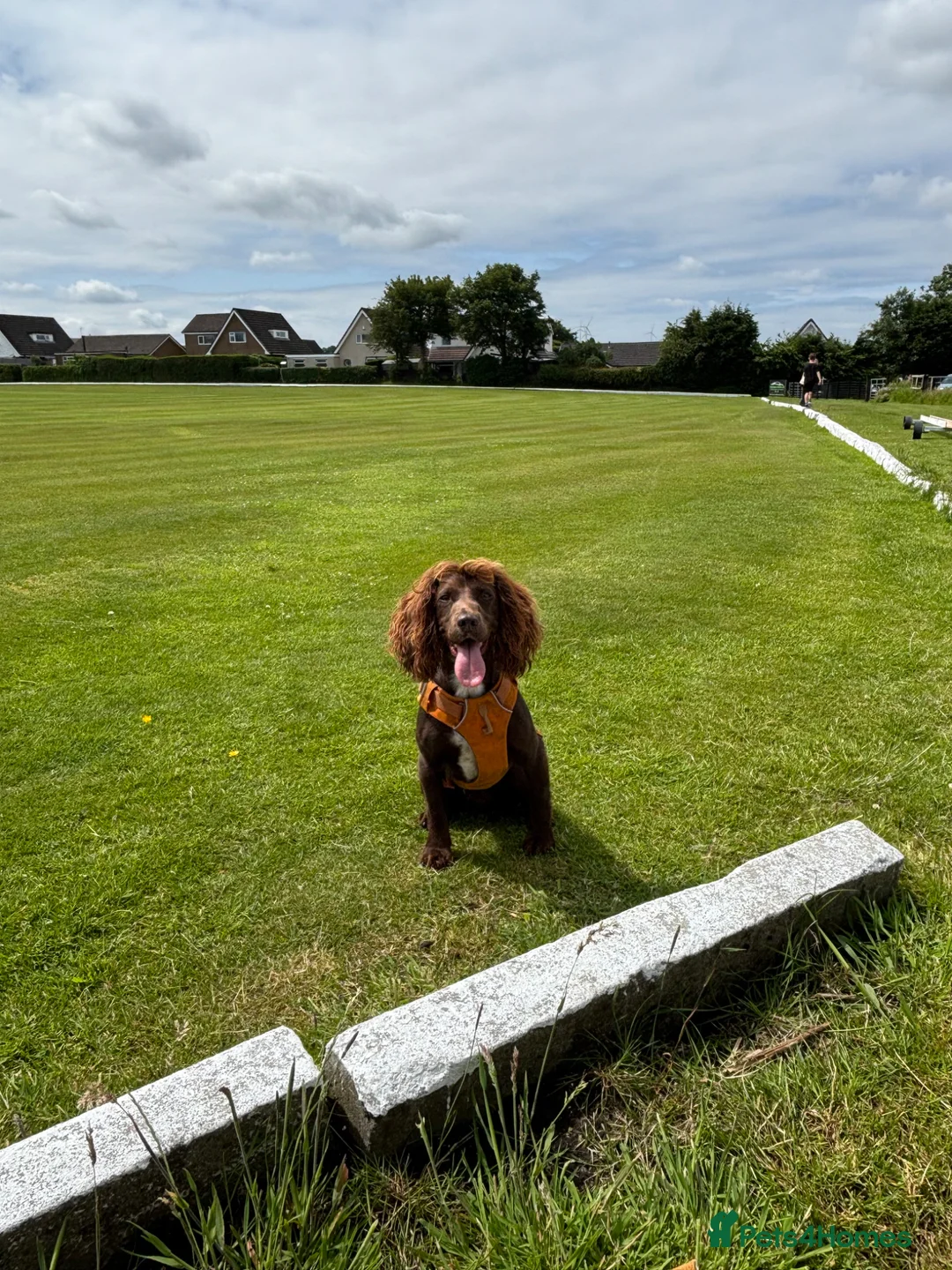 Cockapoo dogs for sale: Planned F1 Cockapoo Waiting List, due end June  - Advert 2