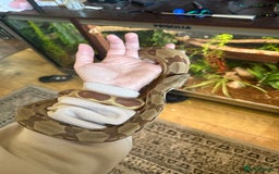 Boa Snake reptiles for sale: Hypo boa female approx 1.5 yrs old - Image 3