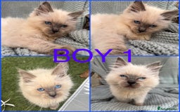Ragdoll cats for sale: Beautiful ragdoll babies READY NOW - Image 1