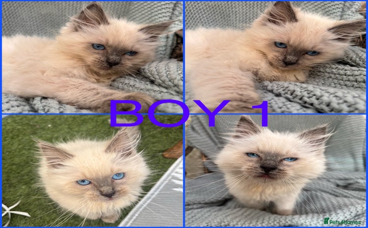 Ragdoll cats - Advert 1