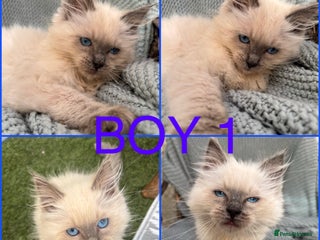 Ragdoll cats - Advert 2