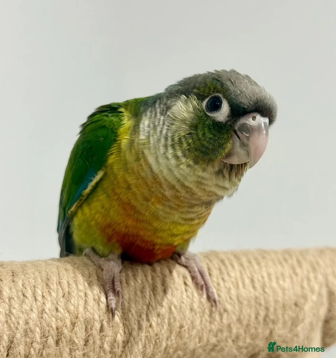 Conures birds for sale: Baby hand reared conure parrots - Advert 4