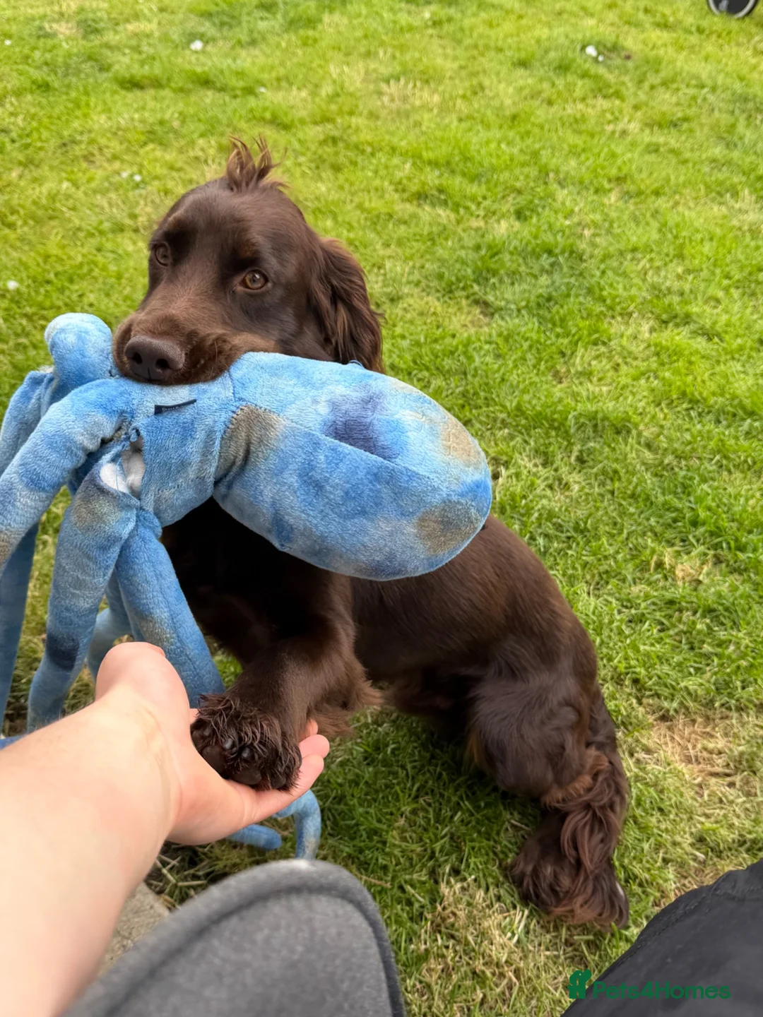 Cocker Spaniel dogs for sale: 1 year old KC registered male Cocker Spaniel in Buckie - Advert 2