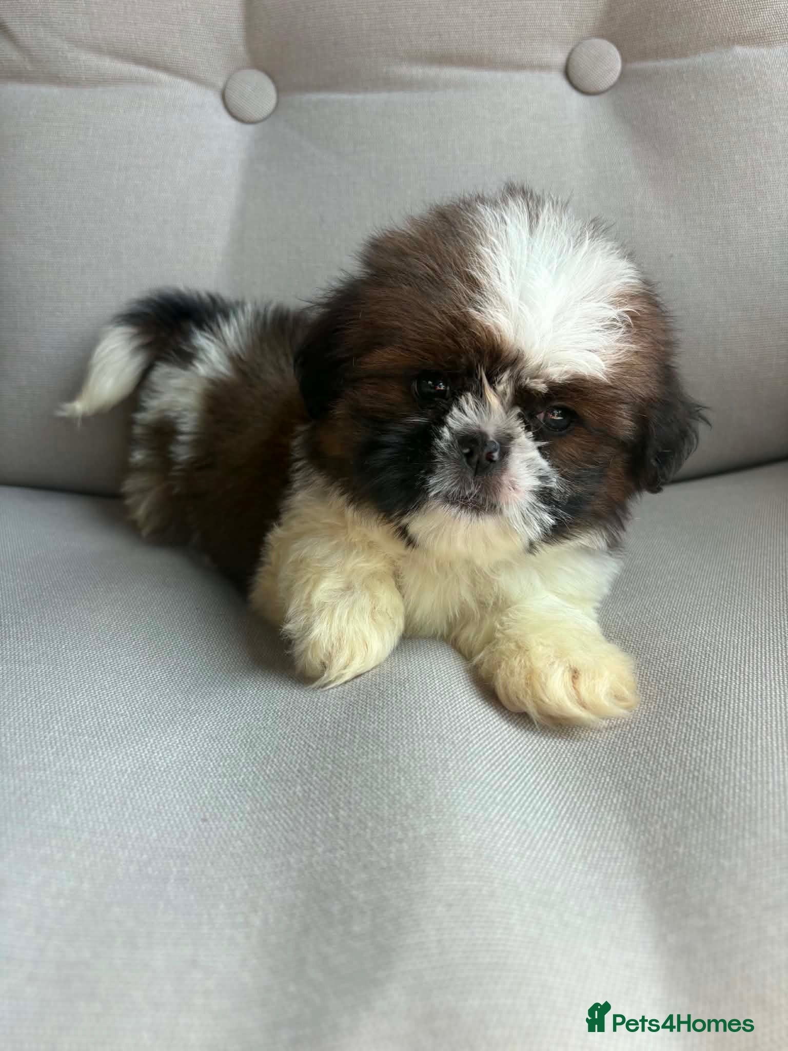 Shih Tzu dogs Shih Tzu boy  - Advert 1