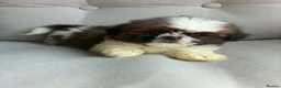 Shih Tzu dogs for sale: Shih Tzu boy  - Advert 1