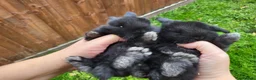 Mini Lop rabbits for sale: Beautiful mini lops - Advert 24