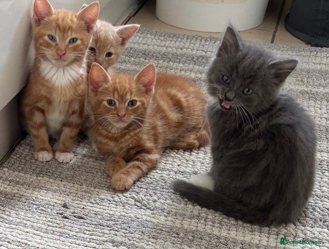 Mixed Breed cats Kittens for Sale  - Advert 7